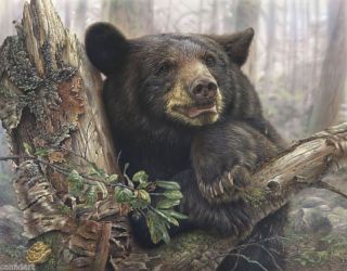 Denis Mayer Black Bear Giclee Canvas Art 15 5 x 20 Realistic Painting