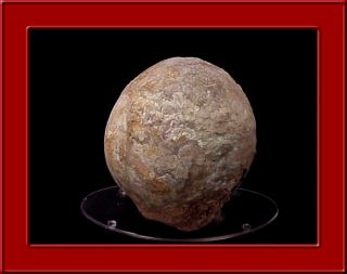  Upper Museum Quality Hadrosaur Dinosaur Egg Fossil O