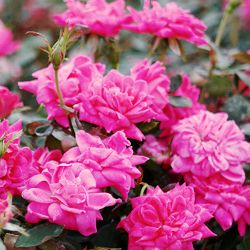 rose KNOCKOUT DOUBLE PINK easy rosa fragrant lots petals 1 QT Potted