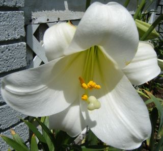 White Easter Lily Bulb Bright Flower Color Perennial