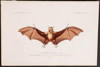 Orbigny Bat 7 1849 Dictionnaire Universel Engraving