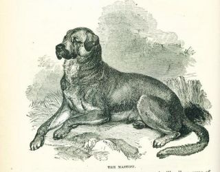 ANTIQUE Dog Book 1890 THE DOG by YOUATT Veterinary Interest