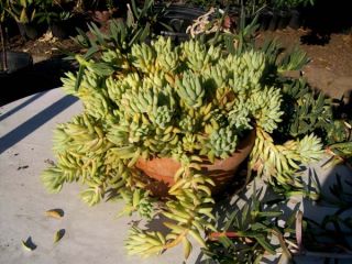 12★SEDUM Plant Cutting★donkeys Tail Succulent★use in Hanging