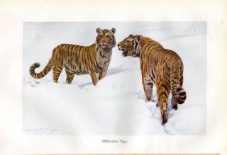 C1900 Brehms Siberian Tiger Antique Colour Print w Kuhnert