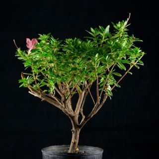 Azalea Shohin Pre Bonsai Tree Duc de Rohan 5749