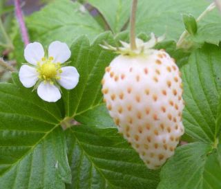 Alpine Strawberry White Soul Perrenial Edible Decorative 3 Plants