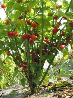 Pack of Over 50 Seeds of Aji Dulce Ajices Sweet Chile Peppers