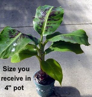 Truly Tiny Banana Plant Musa Great Fruit 24 Height