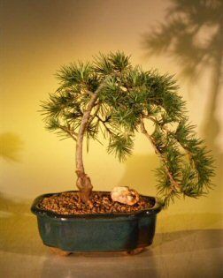 Eastern Weeping Pine Bonsai   Evergreen Outdoor   13 years old, 15x10