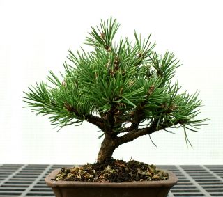  Bonsai Tree Dwarf Mugo Pine DMP 1016A