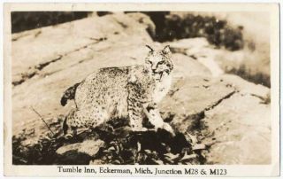 bobcat at tumble inn eckerman mi rppc