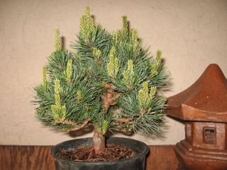  Get What U See Dwarf Japanese White Pine (Catherine Elizabeth