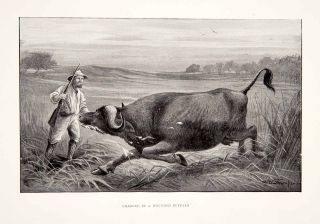 1898 Print Man Gun Hunt Shoot Buffalo Grassland Africa Landscape