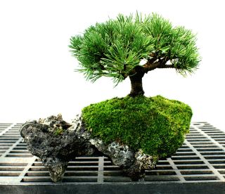 Bonsai Tree Dwarf Mugo Pine Lace Rock Planting DMPLR 911B