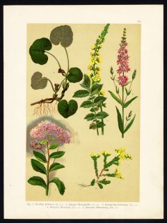  Orpine Stonecrop Asarabacca Agrimony Loosestrife Hoffmann 1890