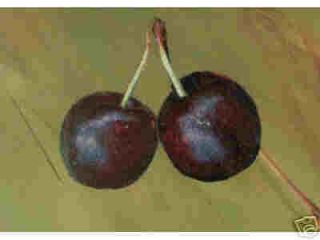 Dwarf Sweet Cherry Tree Fruit Quickly on Shrub Size with Edible Berry