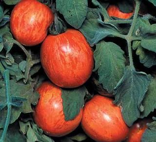 Elberta Peach Tomato Seeds Gourmet 30