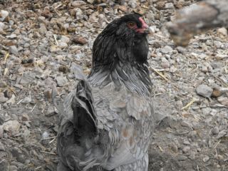 Rare Olive Eggers Fertile Hatching Chicken Eggs 6+ Standard & Possibly