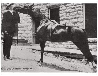 Give Me A Kiss Horse Postcard Eureka Springs Arkansas