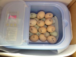 eggs can be placed at 2 levels
