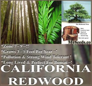  Tree Seeds Sequoia Sempervirens Bonsai Evergreen Fast Growth