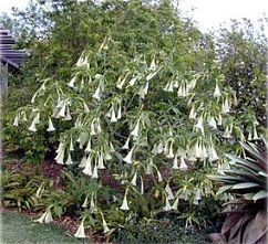  were included in the genus Datura, which now includes only the angel