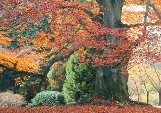 A2 Medium Poster Fagus Sylvatica Purpurea Tree Autumn