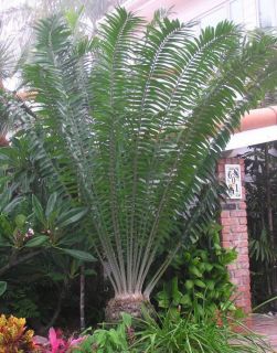   gratus Mulanje Cycad FAST Grow Live Plant Cactus 3 Plant SPECIAL