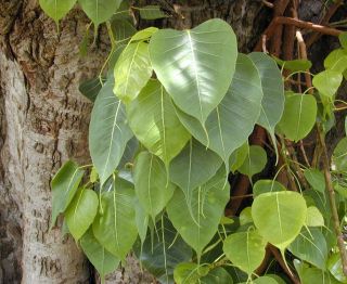  Ficus religiosa seeds Indian Sacred fig Tree Bonsai Peepal Buddha Tree