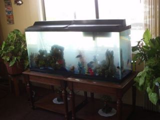 Large 40 Gallons Fish Tank with Fishes