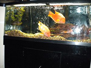 30 GALLON FISH TANK AQUARIUM GLASS /Black Wood Stand/Light/ Hood NEW