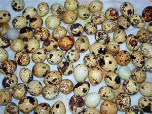 1,000 fertile northern bobwhite OR pharoah coturnix quail eggs