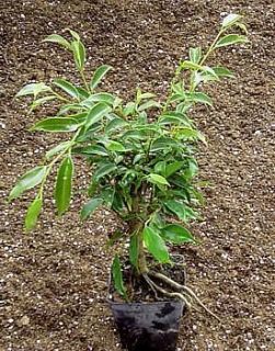 Oriental Weeping Fig Tree   Ficus   Bonsai or House Plant   4 Pot