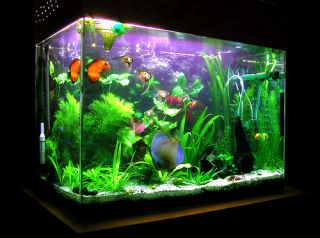 400W MHL HQI Fish Tank Aquarium Plant Light Bulb Tube