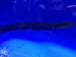 Electric Eel 24 Live Tropical Fish Freshwater