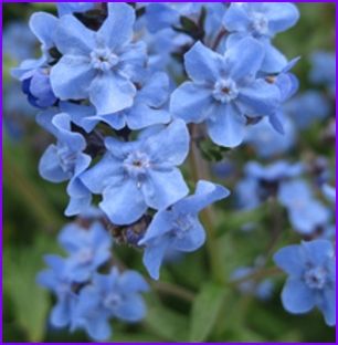 Easy Fast Growing Chinese Forget Me not Annual Seed