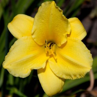 Alice Yellow DAYLILY DF Live Plants Perennial Flowers