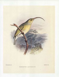 Frederick Frohawk Print Endemic Hawaiian Bird Hemignathus Ellisianus