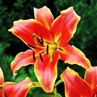 welcome to my auctions red hot lily is cross breed between the