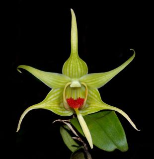 RARE Dendrobium Tobaense Orchid Species Northern Sumatra