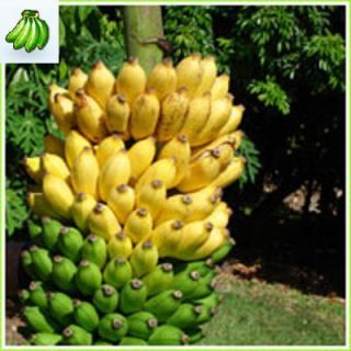 Glui Kai Banana Plant Fruit Tree Thai Kluay Khai