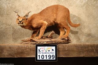 10199 Ⓖ E African Caracal Cat Life Size Taxidermy Mount Genet
