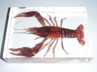 Red Lobster Freshwater Crayfish Large Specimen