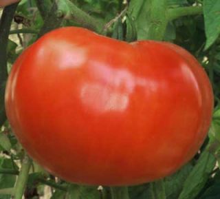 tomato supersteak seeds approx 25 seeds per package