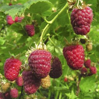  Primocane Red Raspberry Plant Hardy to zone 3 Now Shipping