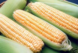 Sweet Corn 25 Seeds Disease Resistant Garden Vegetable