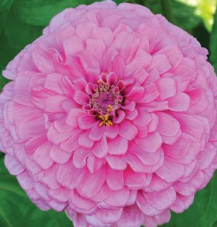 Zinnia Bright Pink Giant 50 Flower Seeds Gorgeous Color