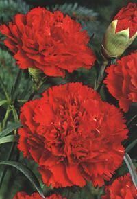 Clavel Gigante Rojo Dianthus C 50 Semillas Seeds