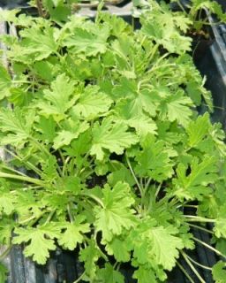 Citronella scented geraniums 6 live plants reported to repel mosquitos