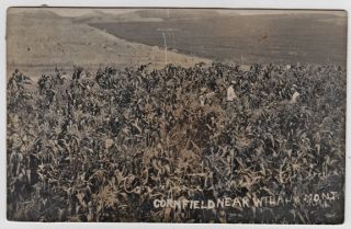  Cornfield and Men near Wibaux MT Montana E. of Glendive Corn/Farming